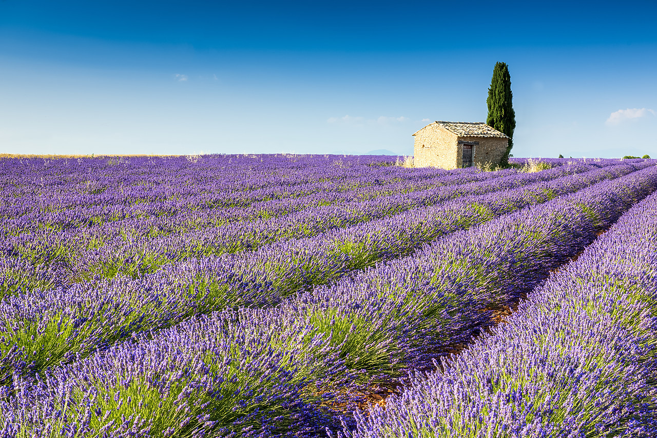 #150322-1 - Stone Barn in Field of Lavender, Provence, France