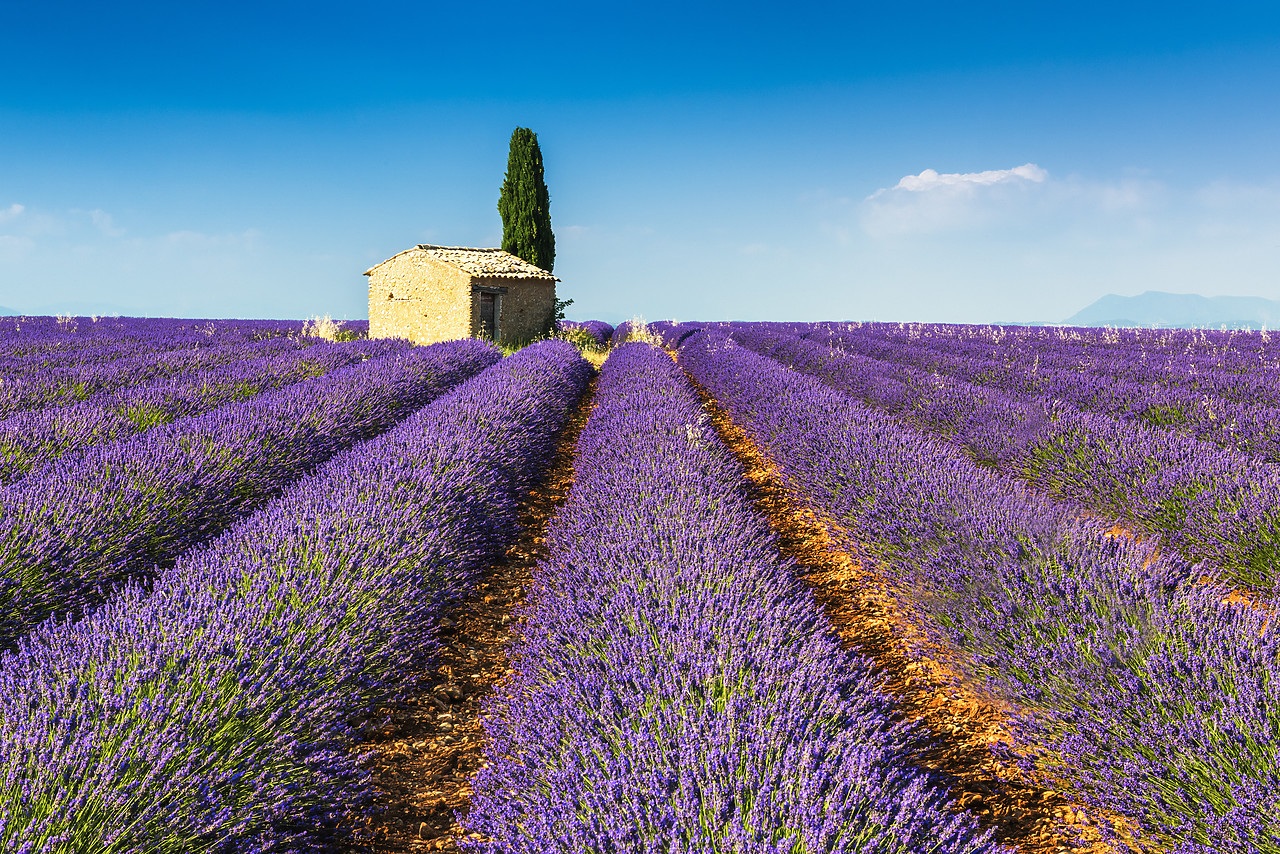#150323-1 - Stone Barn in Field of Lavender, Provence, France