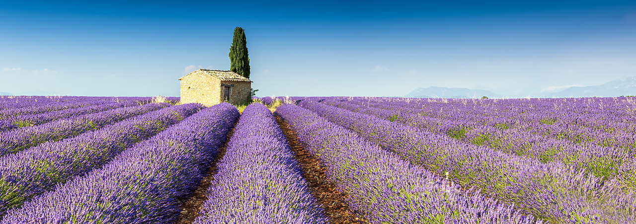 #150324-1 - Stone Barn in Field of Lavender, Provence, France