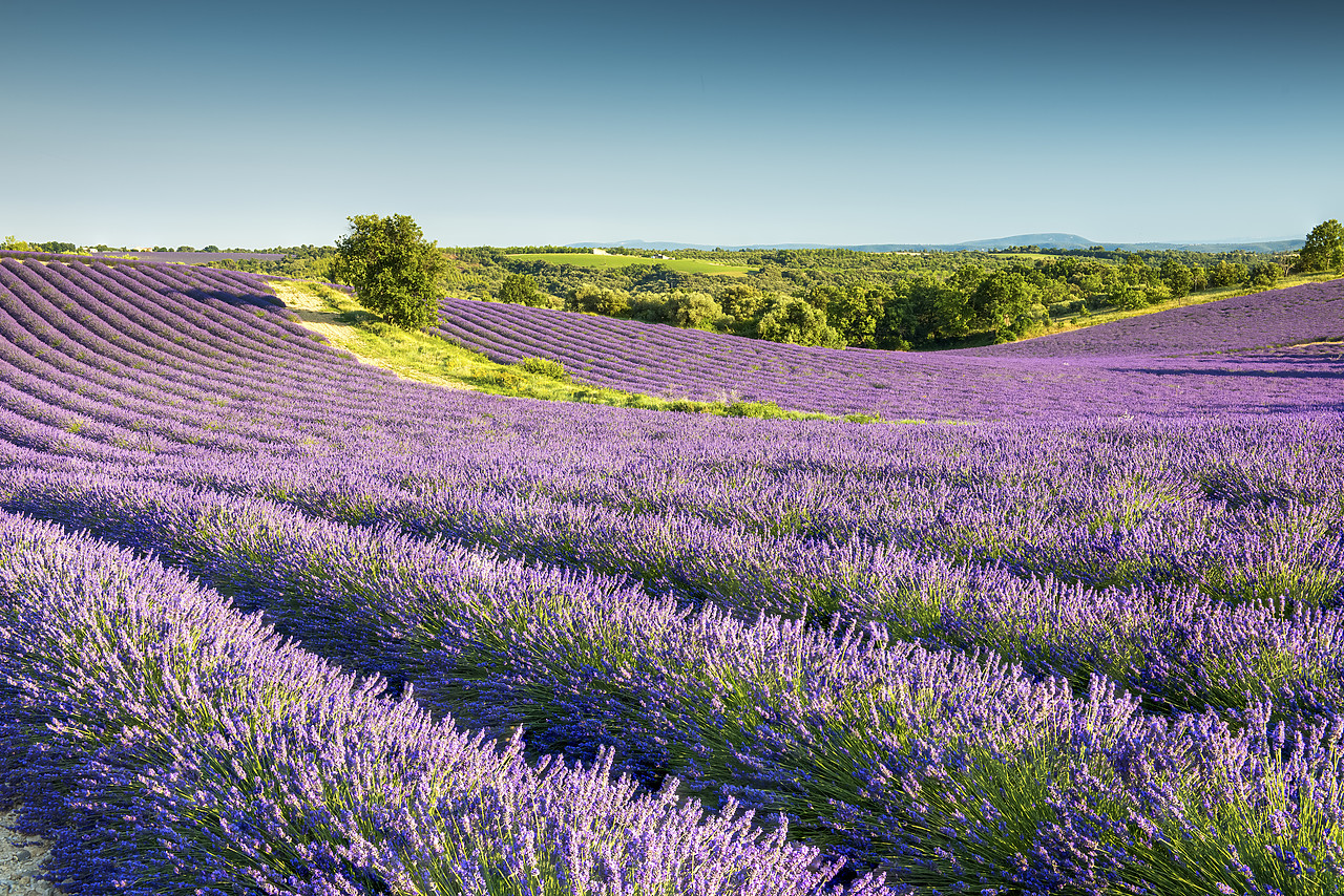 #150325-1 - Field of Lavender, Provence, France