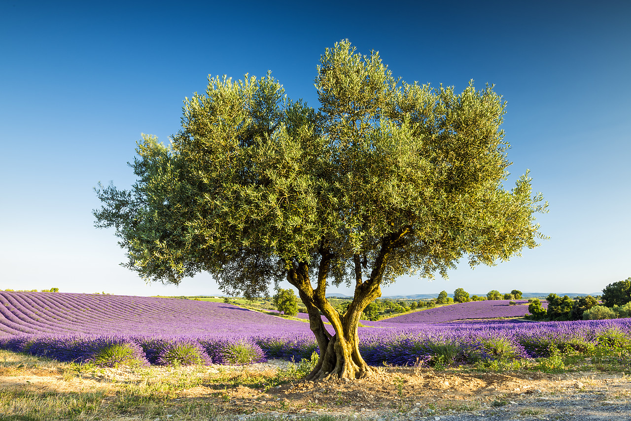 #150326-1 - Olive Tree & Field of Lavender, Provence, France