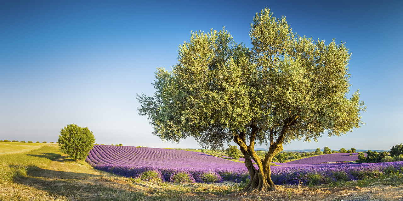 #150326-2 - Olive Tree & Field of Lavender, Provence, France