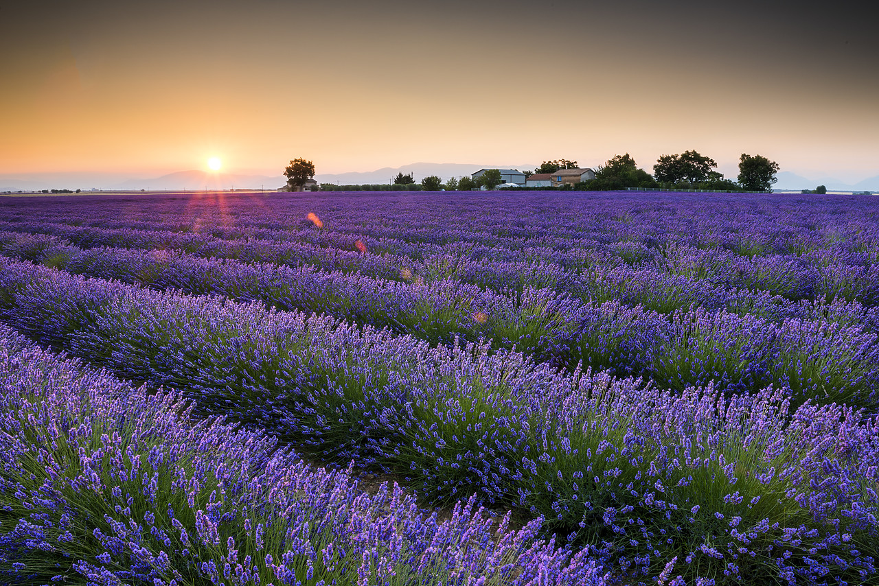 #150328-1 - Field of Lavender at Sunrise, Provence, France