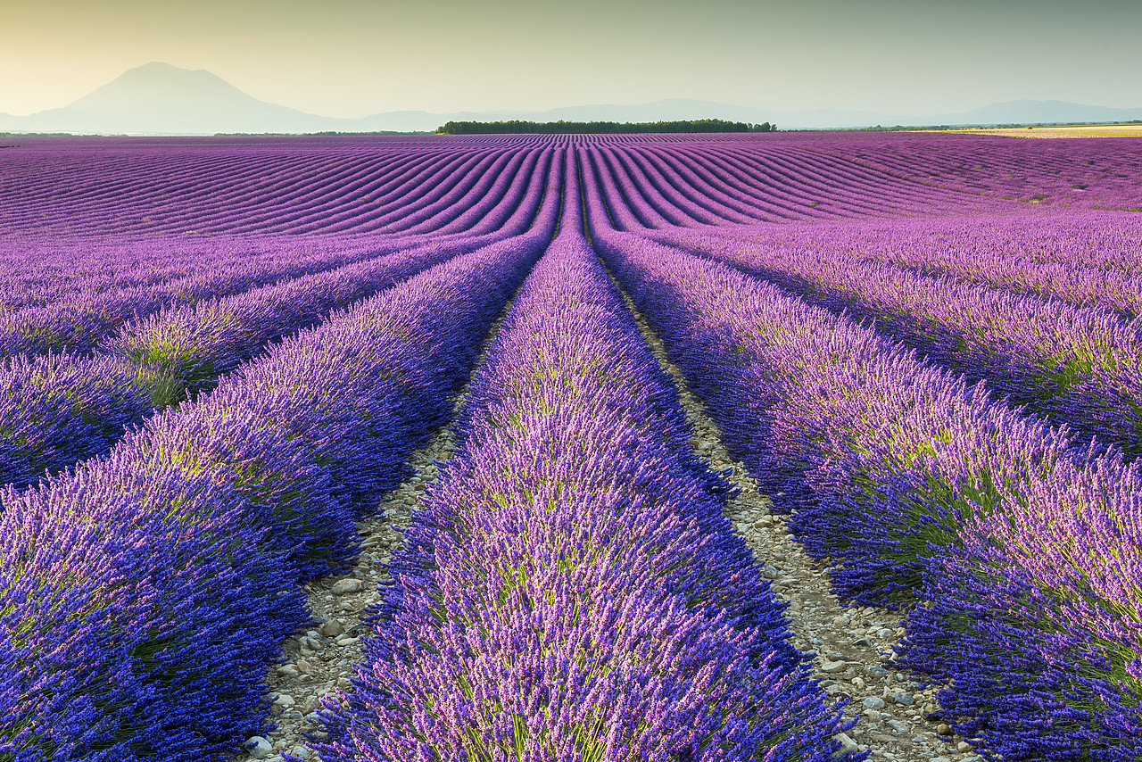 #150329-1 - Fields of Lavender, Provence, France