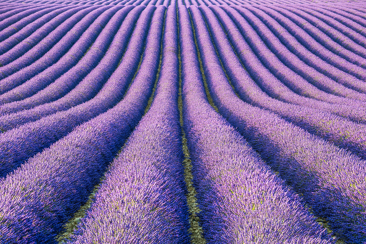 #150330-1 - Fields of Lavender, Provence, France