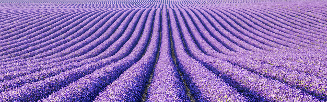#150331-1 - Fields of Lavender, Provence, France