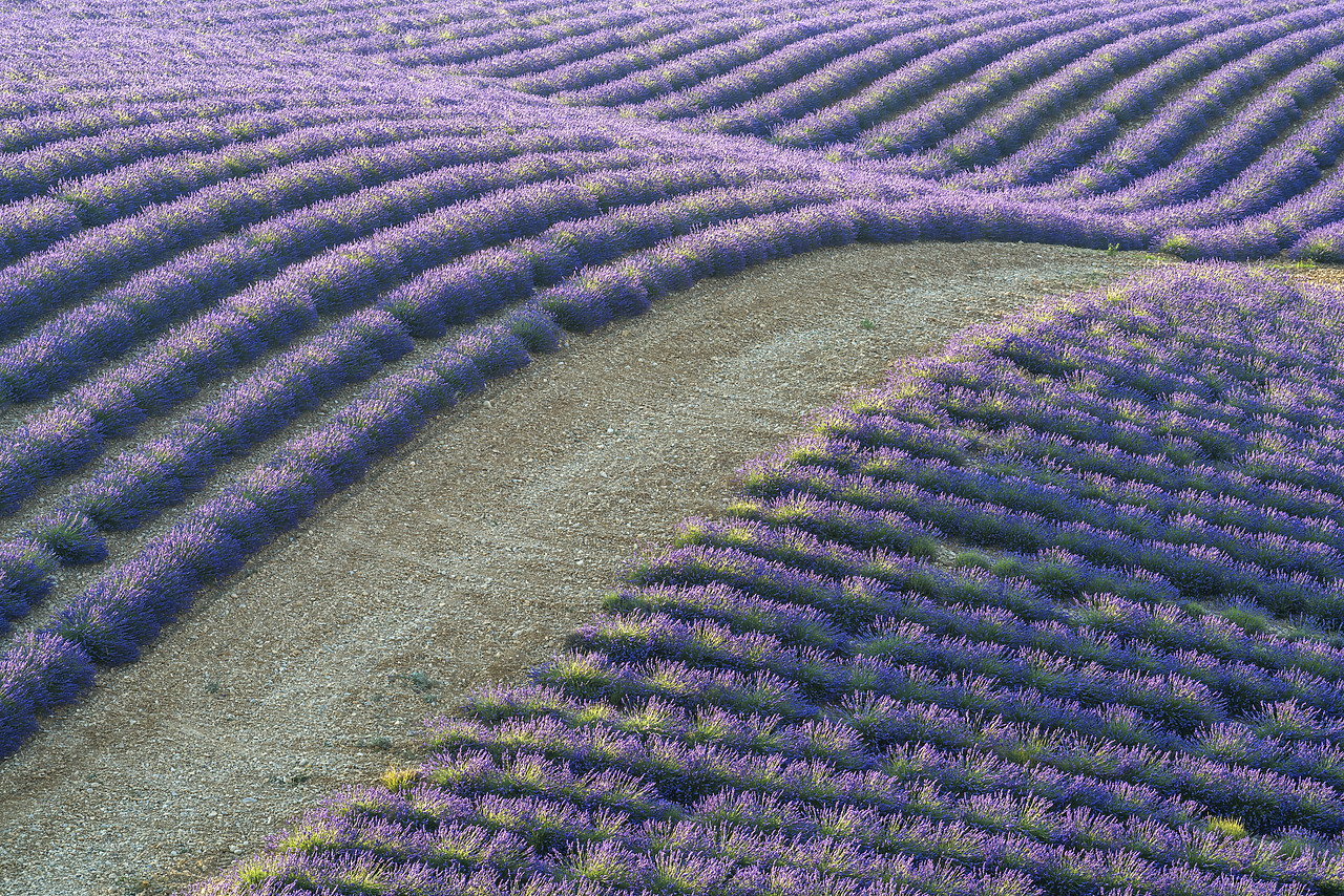 #150332-1 - Road Through Lavender Fields, Provence, France