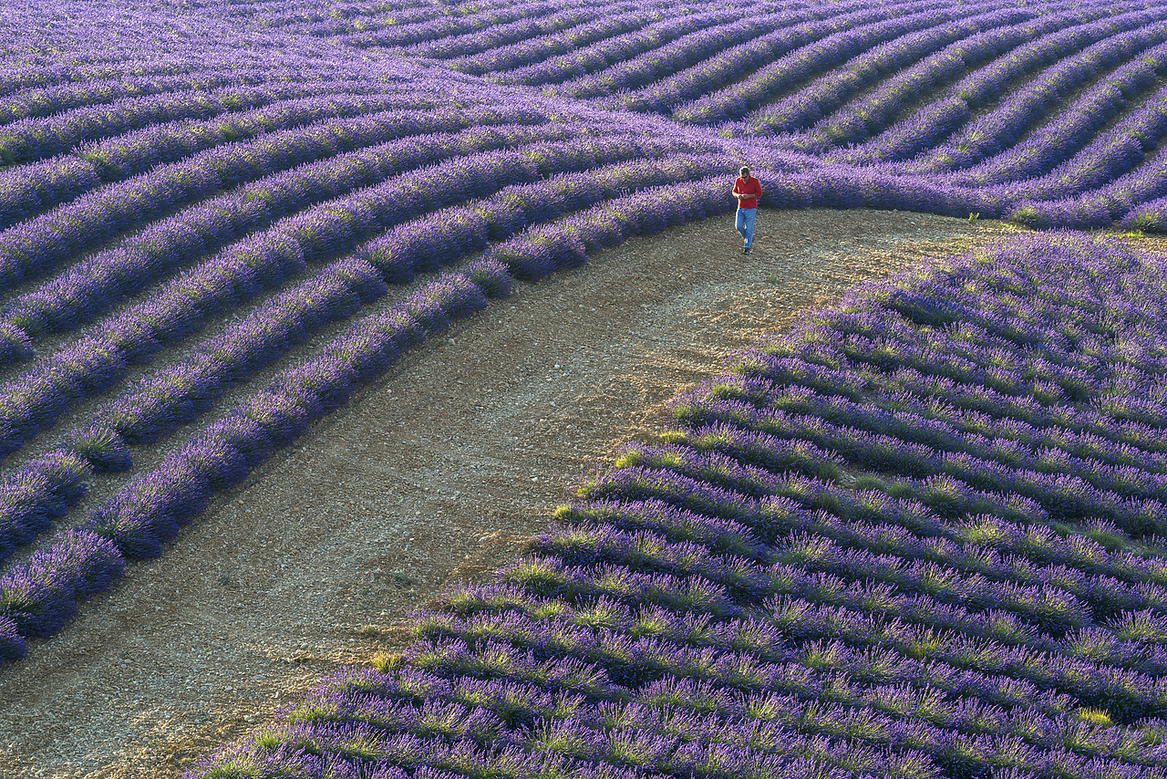 #150333-1 - Man Walking Through Lavender Fields, Provence, France
