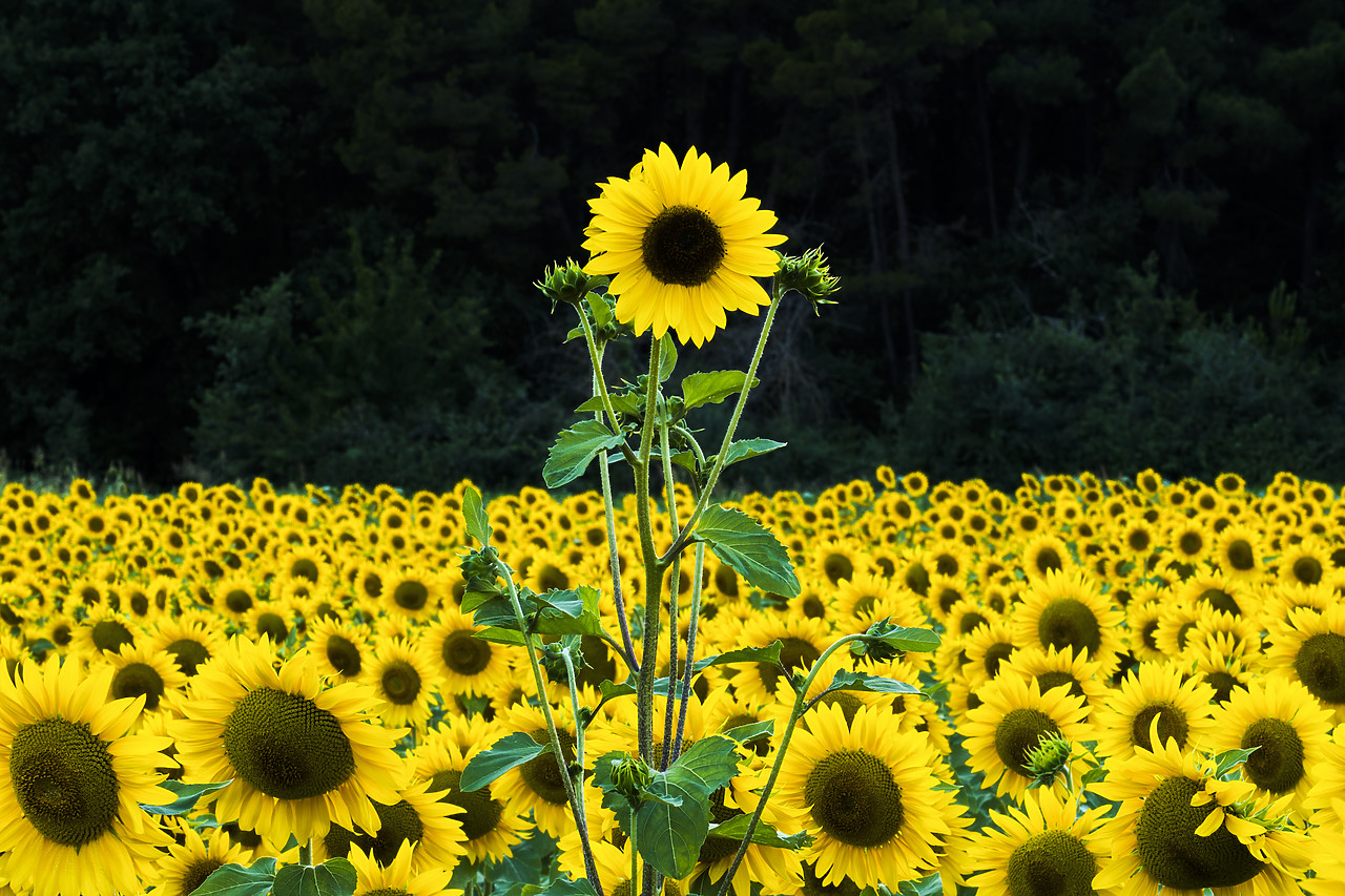 #150342-1 - Sunflower Standing Above the Rest, Provence, France