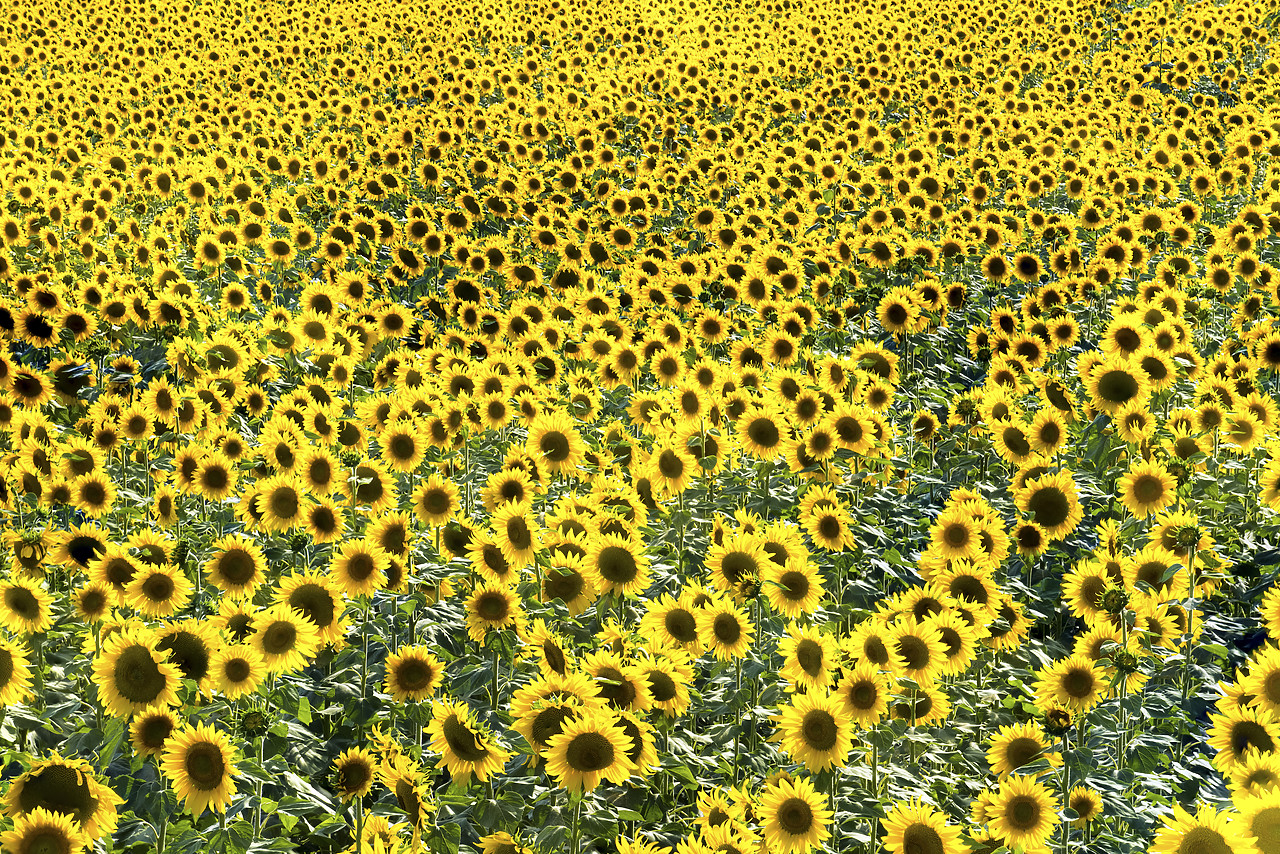#150343-1 - Field of Sunflowers, Provence, France