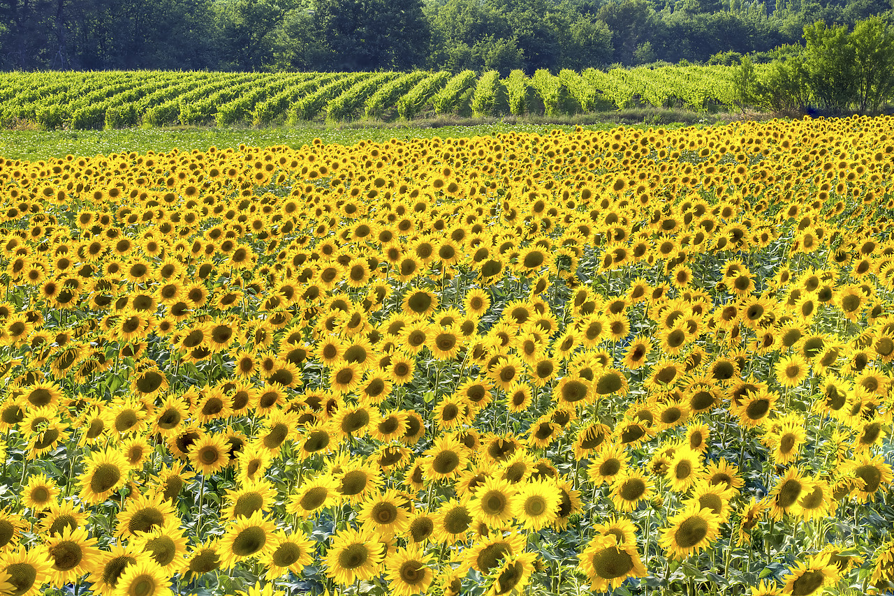 #150344-1 - Field of Sunflowers, Provence, France