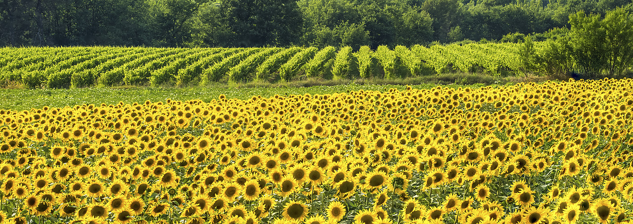 #150344-2 - Field of Sunflowers, Provence, France