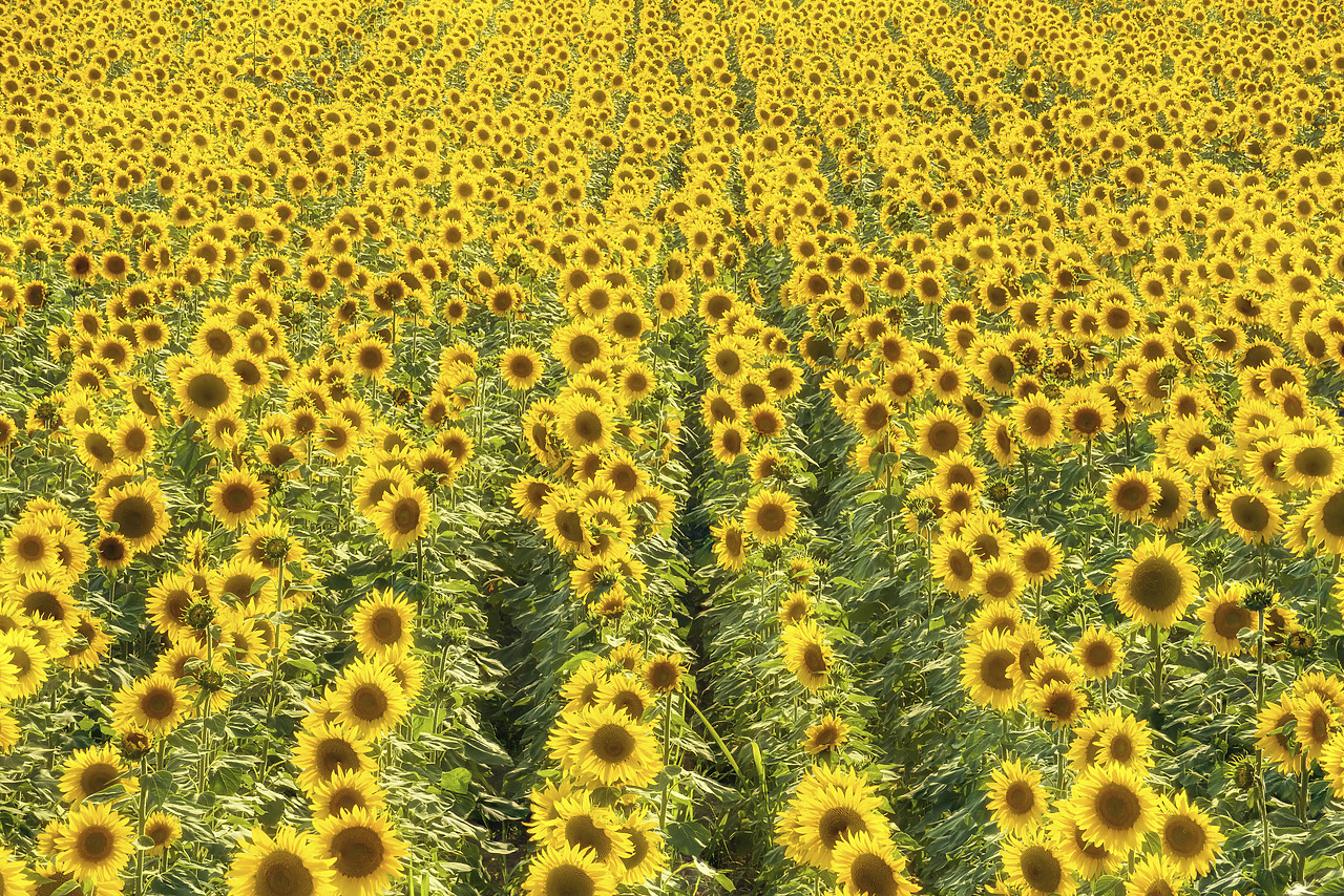 #150345-1 - Field of Sunflowers, Provence, France