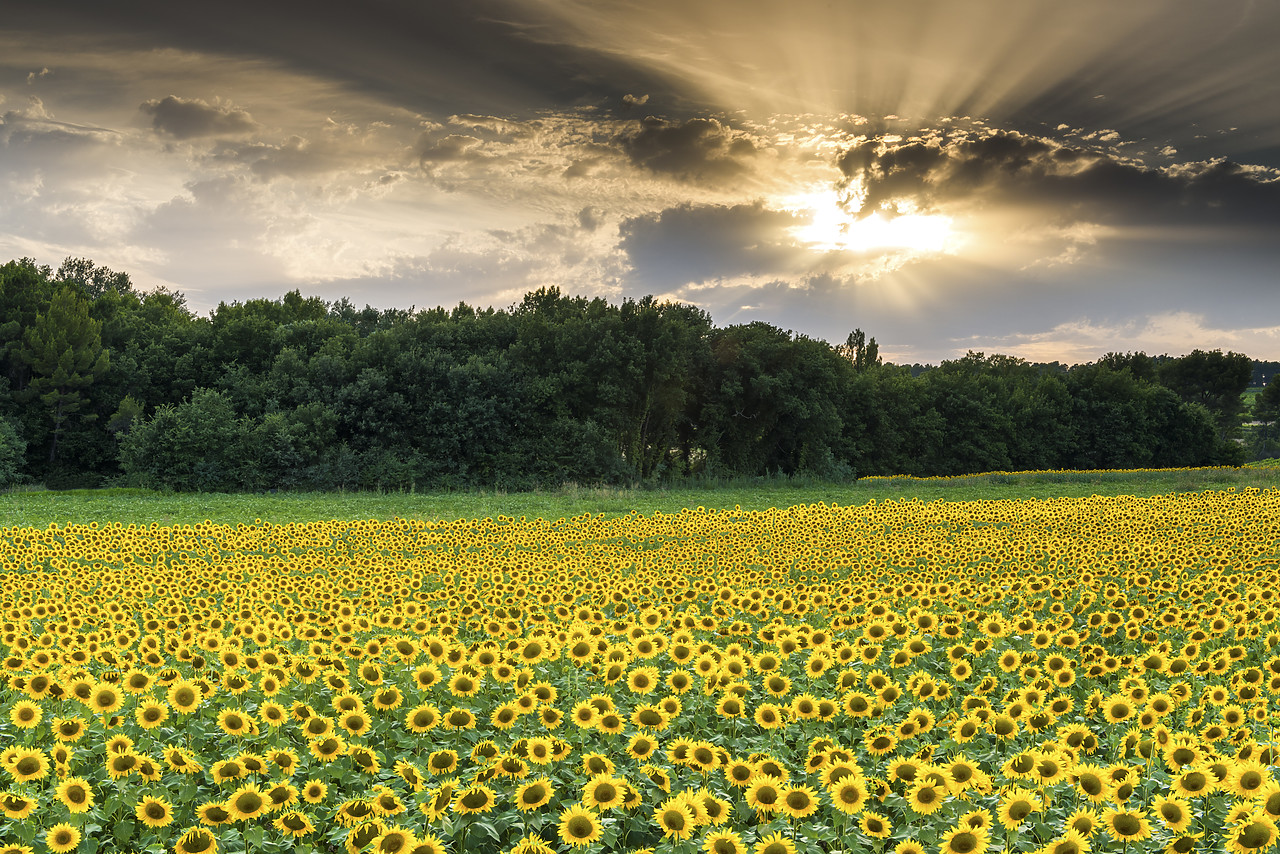 #150347-1 - Field of Sunflowers at Sunset, Provence, France