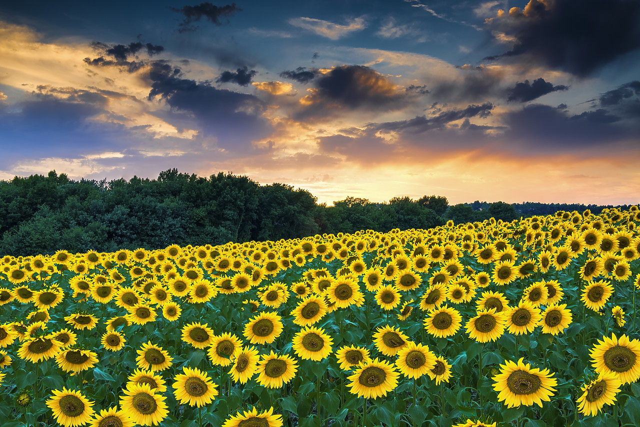 #150348-1 - Field of Sunflowers at Sunset, Provence, France