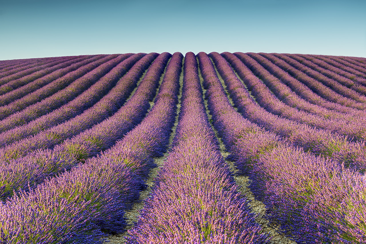 #150386-1 - Field of Lavender, Provence, France
