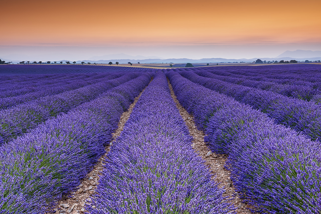 #150387-1 - Field of Lavender at Sunrise, Provence, France
