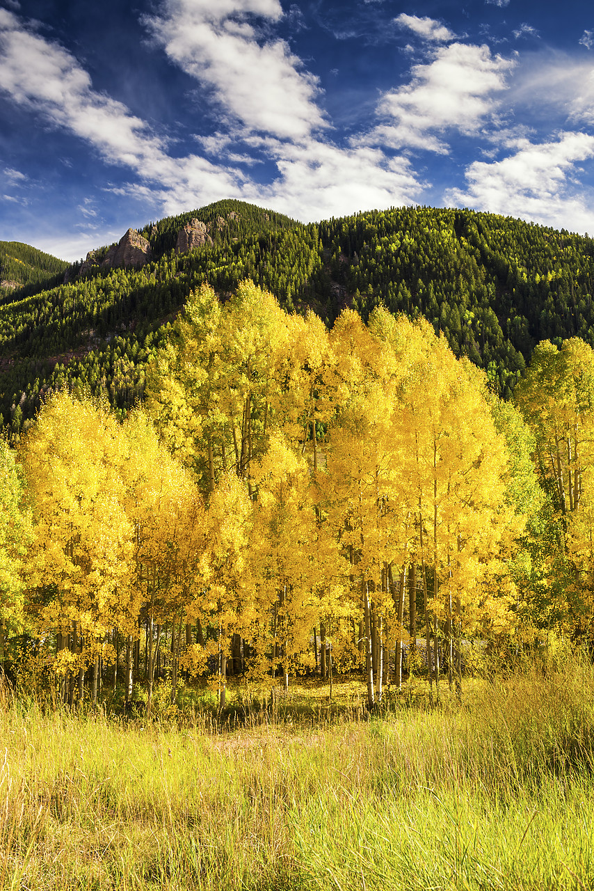 #150440-1 - Aspen Trees in Autumn, Telluride, Colorado, USA