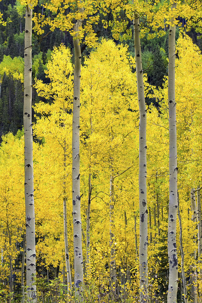 #150447-2 - Aspens in Autumn, Telluride, Colorado, USA