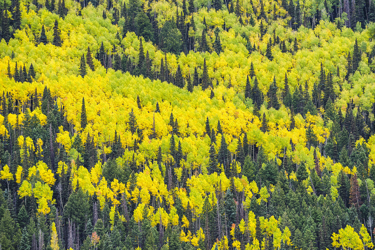 #150448-1 - Aspens & Pines in Autumn, Telluride, Colorado, USA