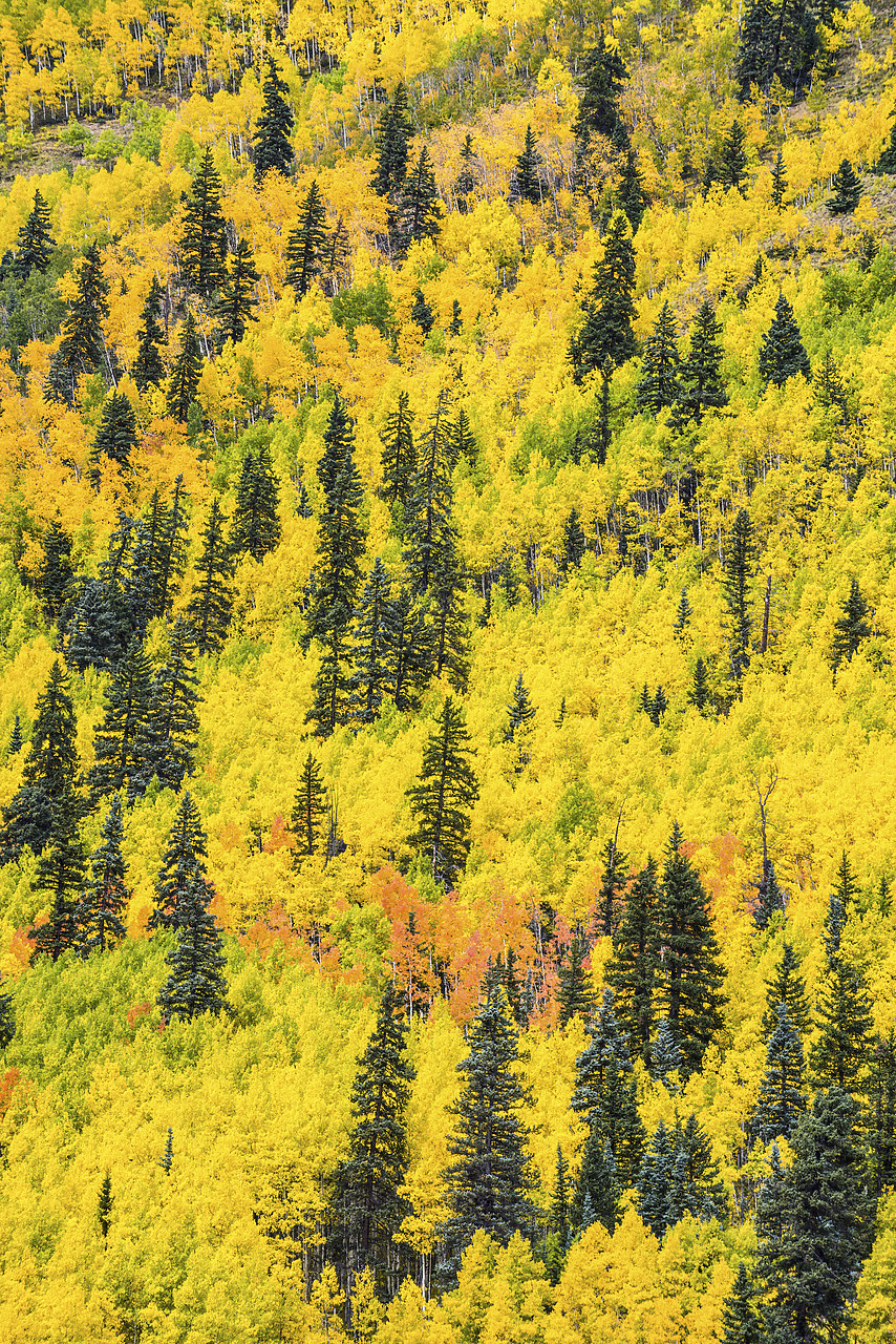 #150454-2 - Aspens & Pines in Autumn, Colorado, USA