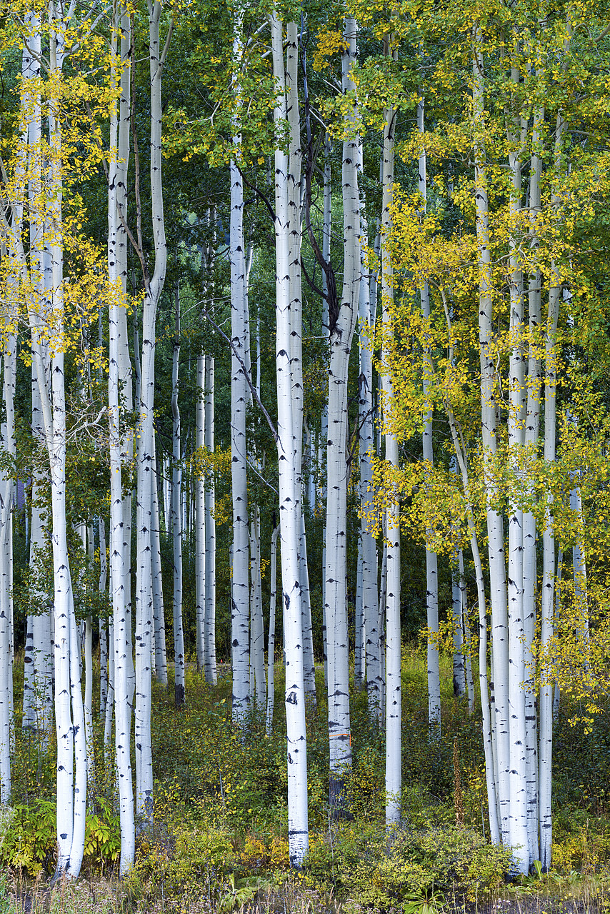 #150464-1 - Aspens in Autumn, Silverton, Colorado, USA