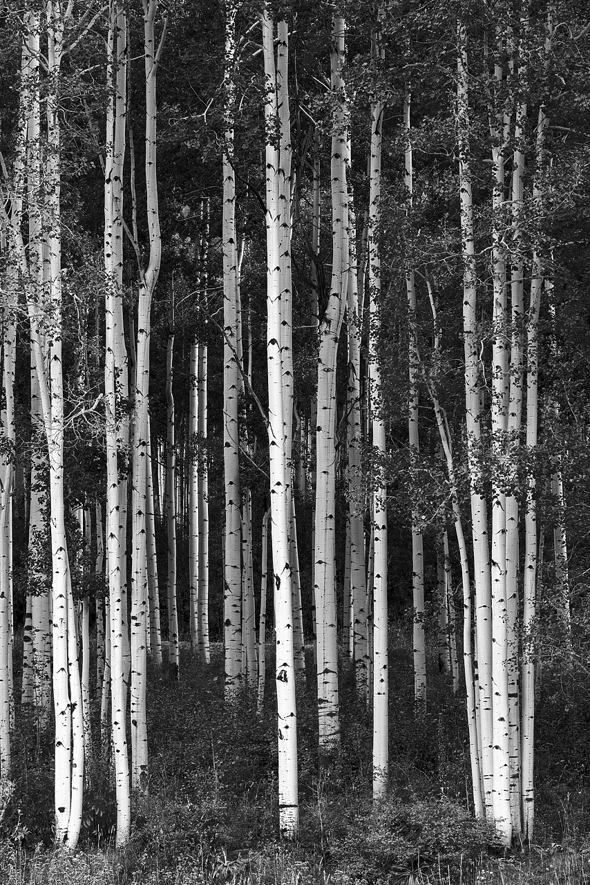 #150464-2 - Aspen Trees, Silverton, Colorado, USA