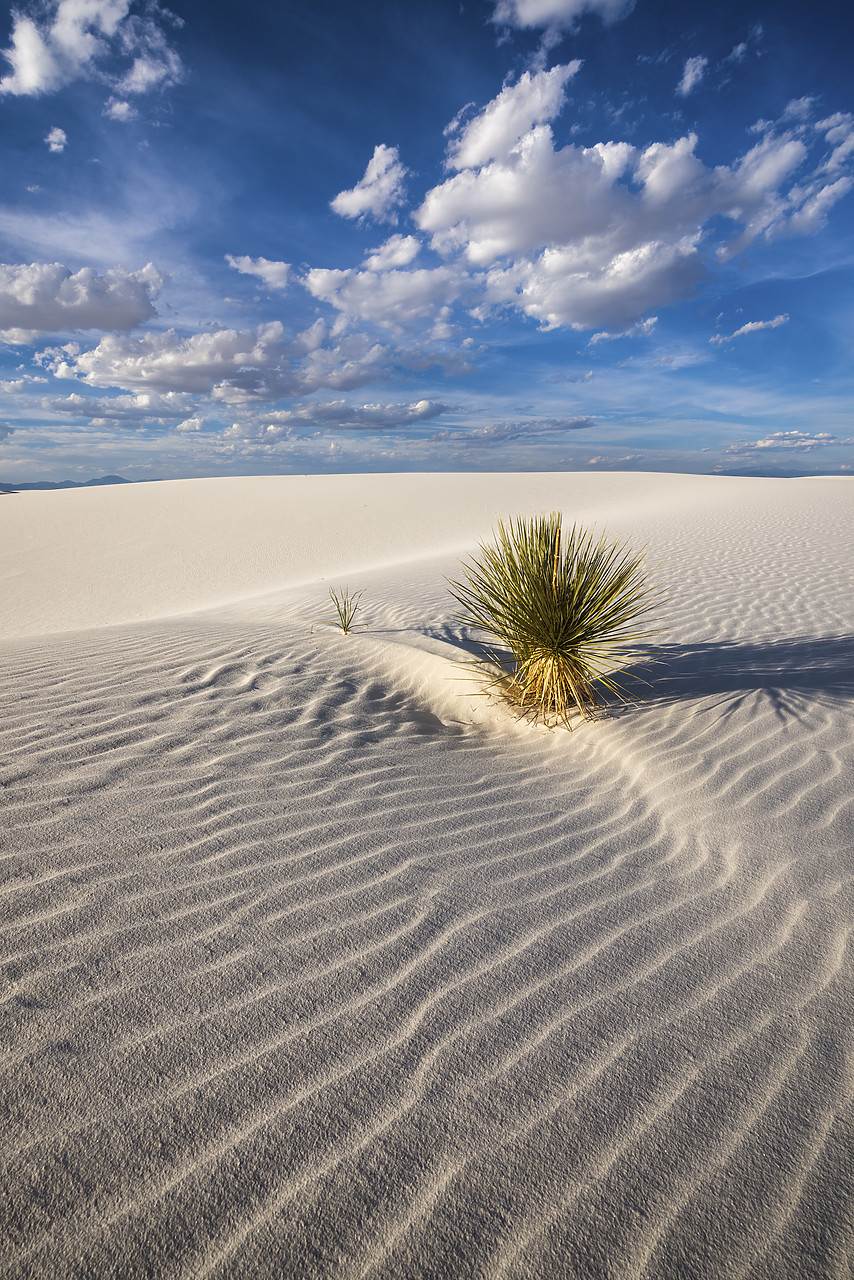 #150470-1 - Yucca Plant, White Sands National Monument, Alamogordo, New Mexico, USA