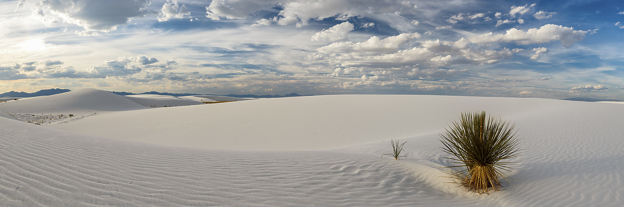 #150471-1 - Yucca Plant, White Sands National Monument, Alamogordo, New Mexico, USA