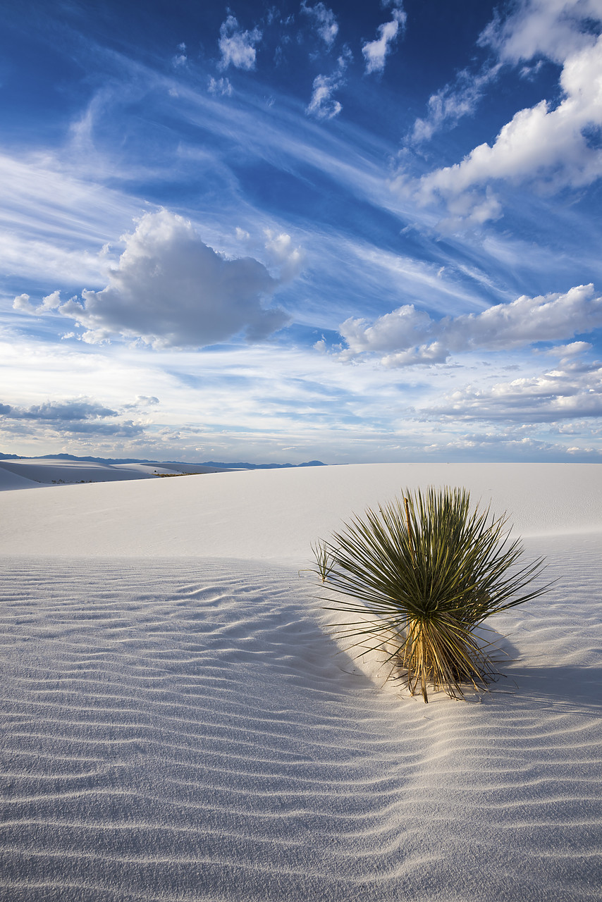 #150472-1 - Yucca Plant, White Sands National Monument, Alamogordo, New Mexico, USA