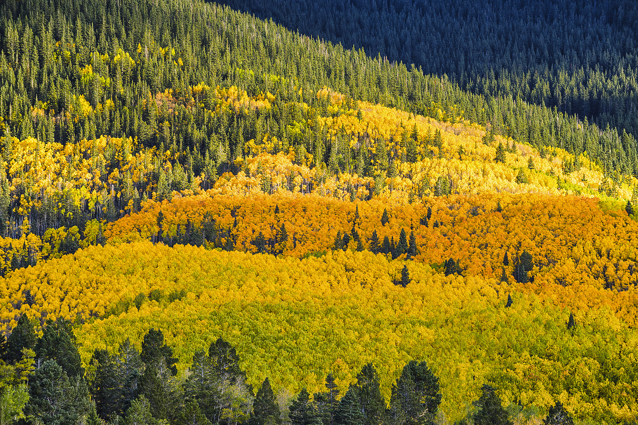 #150484-1 - Santa Fe National Forest in Autumn, Santa Fe, New Mexico, USA