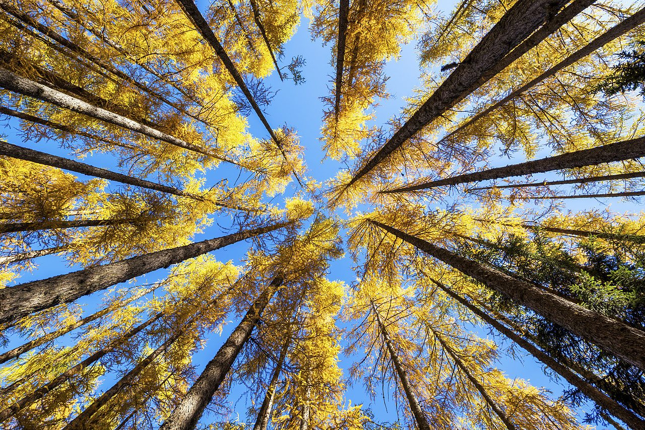 #150530-1 - Towering Larch Trees in Autumn, Julian Alps, Slovenia, Europe