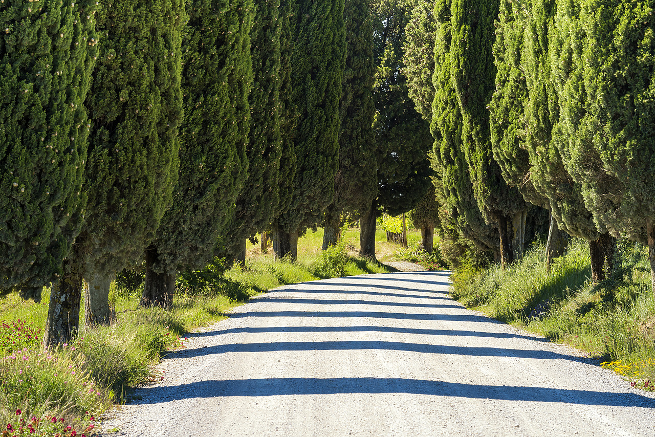 #160019-1 - Country Lane Through Cypress Trees, Tuscany, Italy