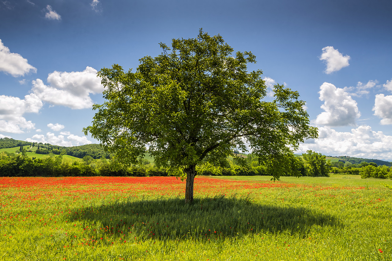 #160027-1 - Tree in Poppy Field, near San Giovanni d'Asso, Tuscany, Italy