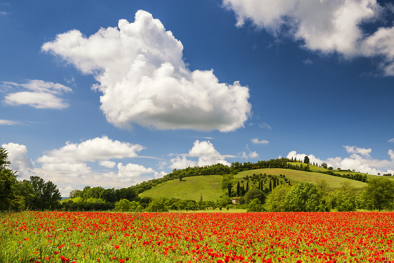 #160028-1 - Field of Poppies,  near San Giovanni d'Asso, Tuscany, Italy
