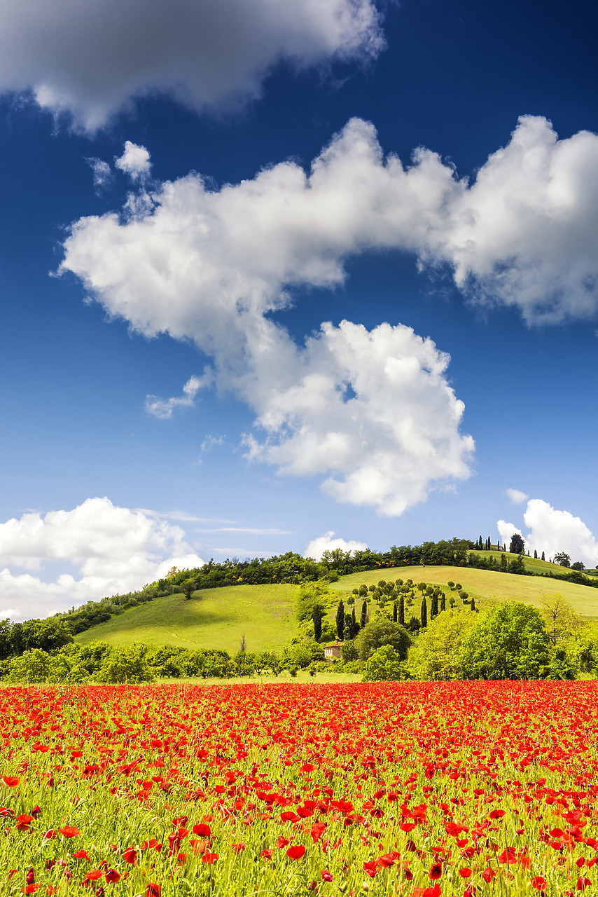 #160028-2 - Field of Poppies,  near San Giovanni d'Asso, Tuscany, Italy