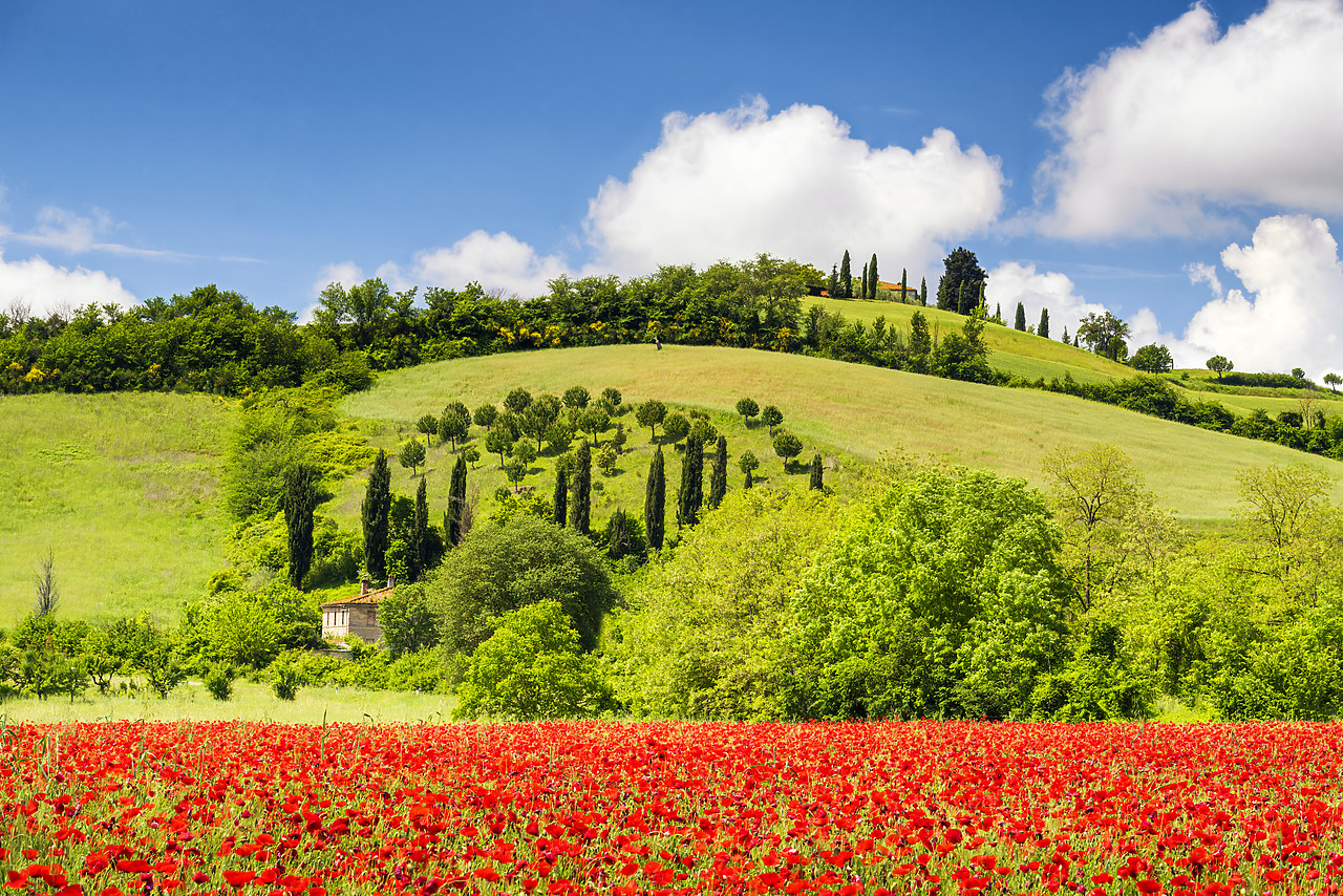 #160029-1 - Field of Poppies,  near San Giovanni d'Asso, Tuscany, Italy