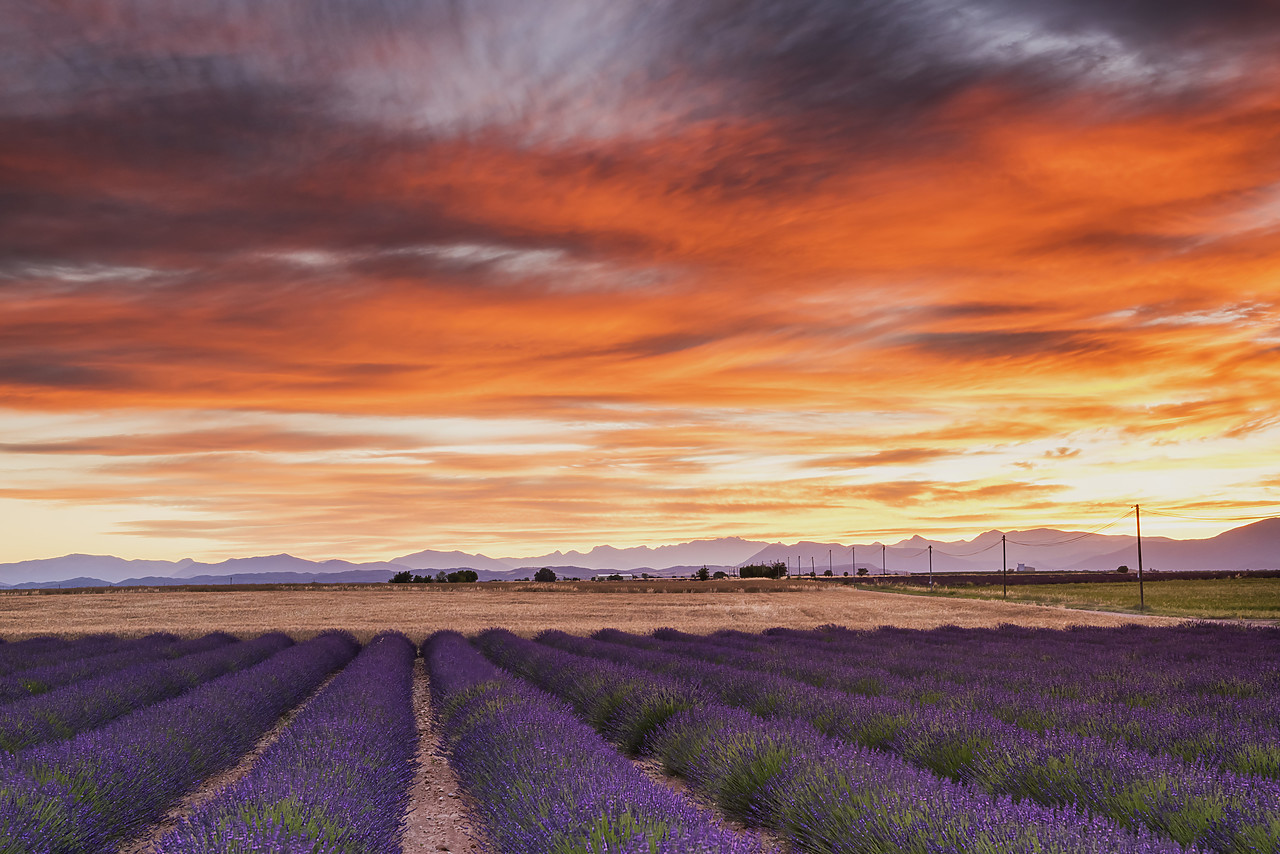#160304-1 - Field of Lavender at Sunrise, Provence, France