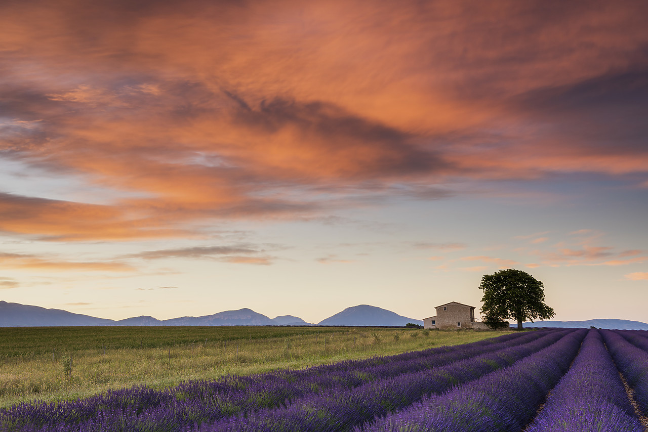 #160306-1 - Villa & Field of Lavender at Sunrise, Provence, France