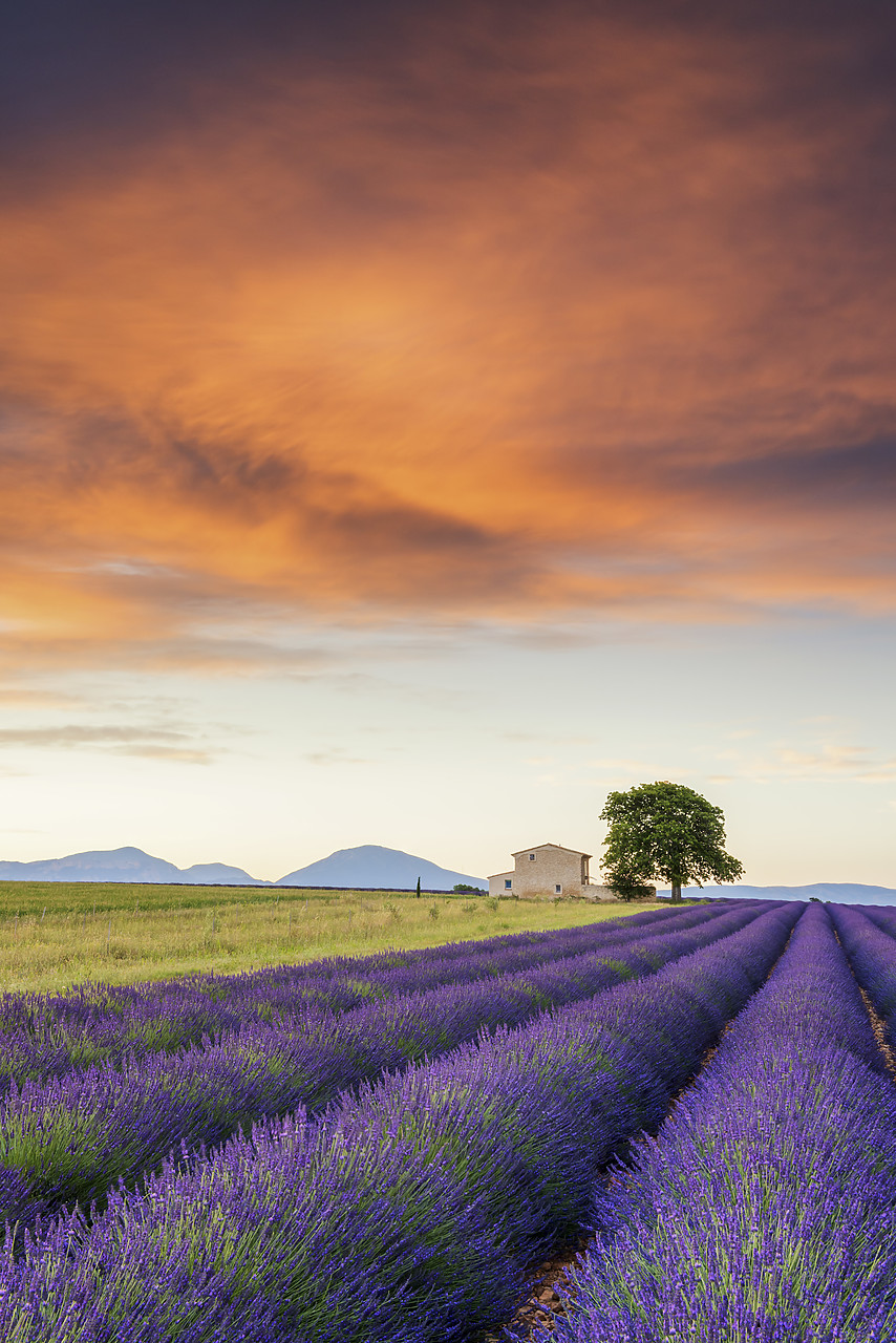 #160306-2 - Villa & Field of Lavender at Sunrise, Provence, France