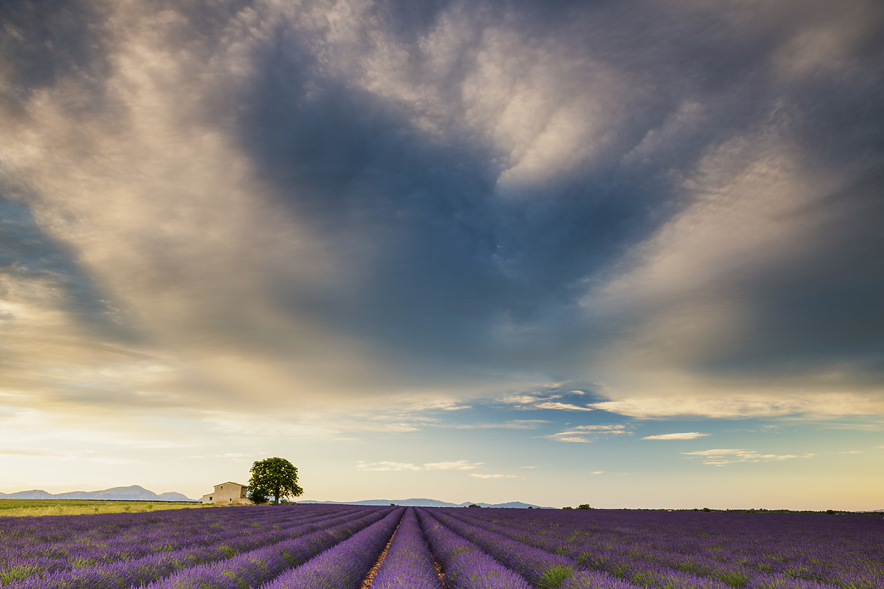 #160307-1 - Villa & Field of Lavender, Provence, France