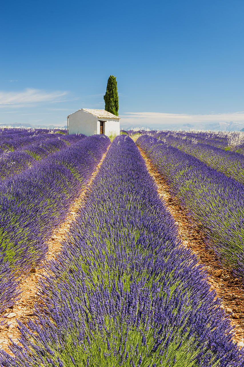 #160308-1 - Stone Barn & Field of Lavender, Provence, France