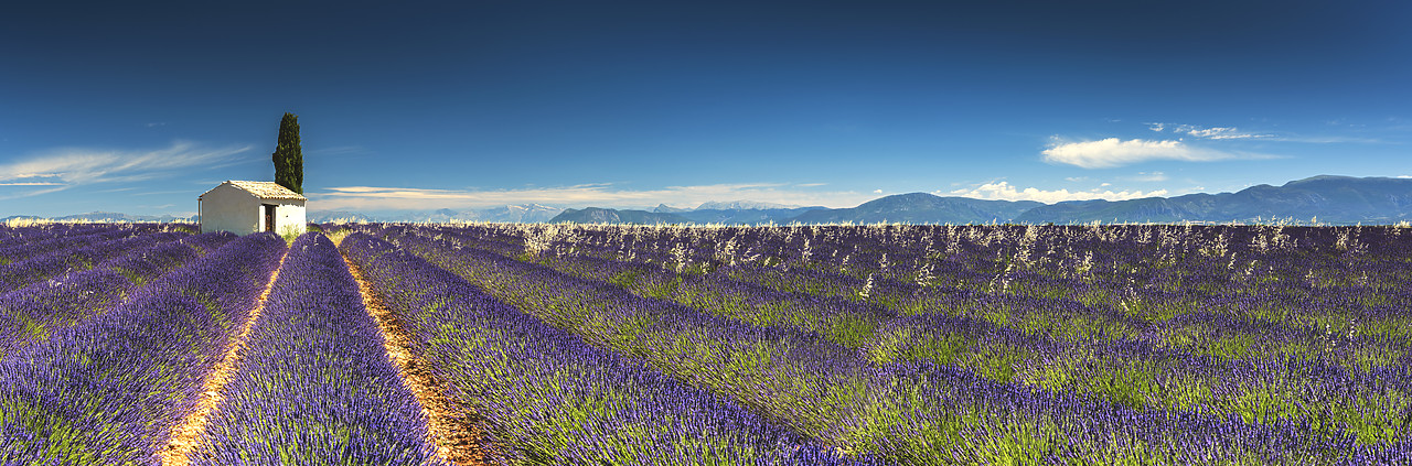 #160309-1 - Stone Barn & Field of Lavender, Provence, France