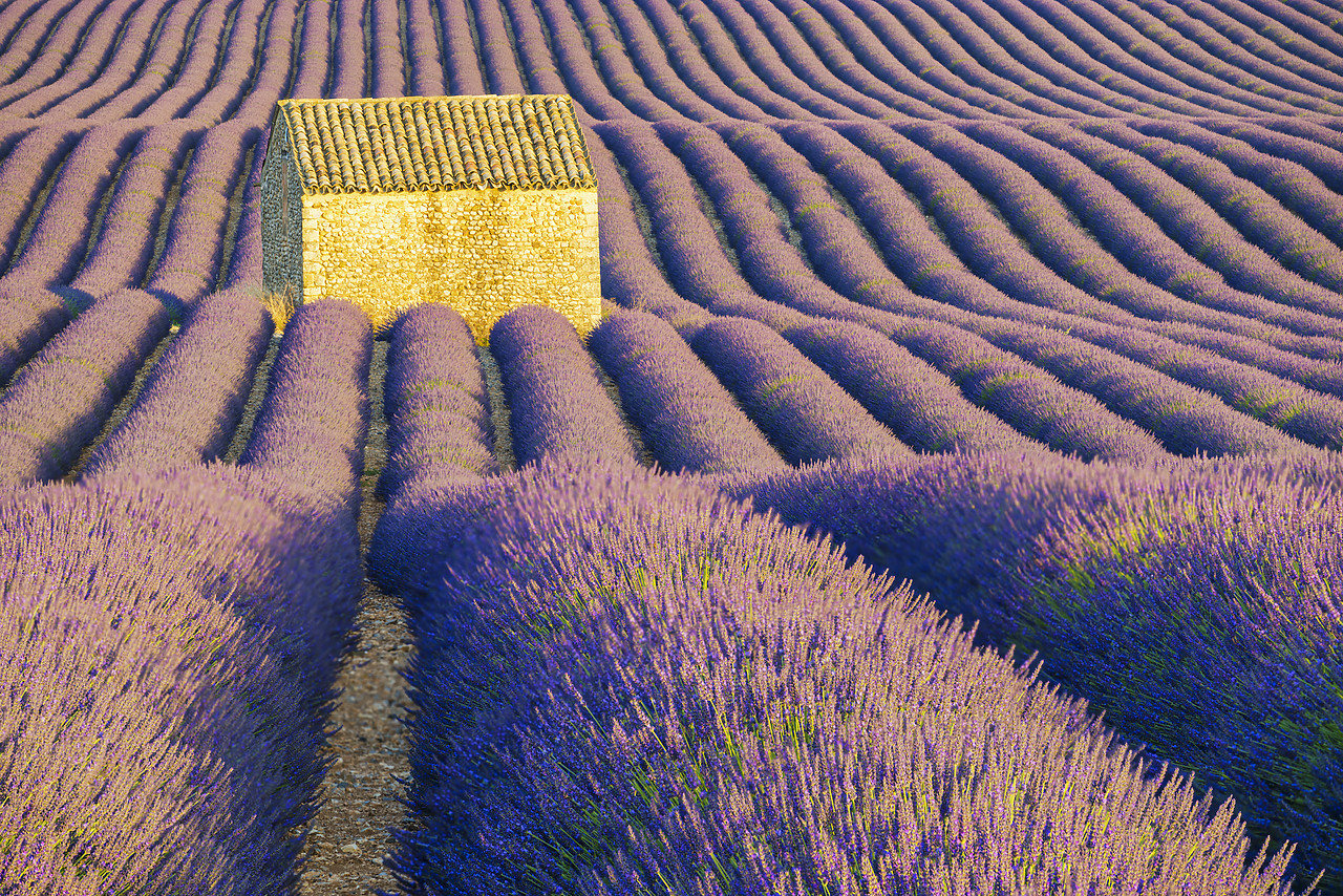 #160310-1 - Stone Barn in Field of Lavender, Provence, France