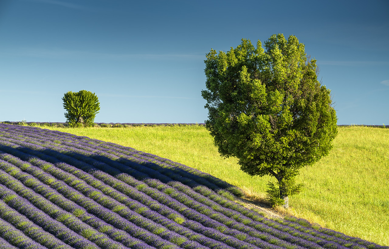 #160312-1 - Field of Lavender & Trees, Valensole, Provence, France