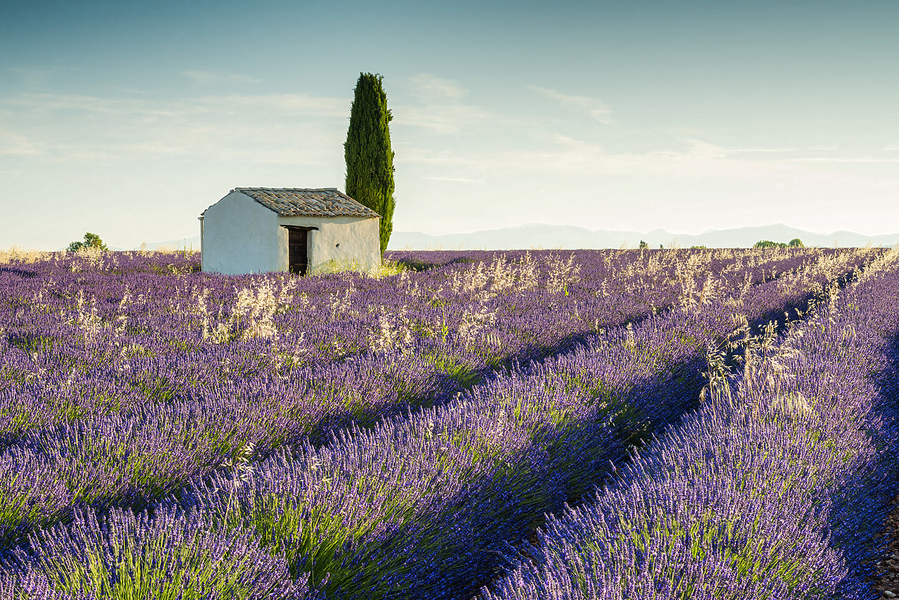 #160313-1 - Stone Barn & Field of Lavender, Provence, France