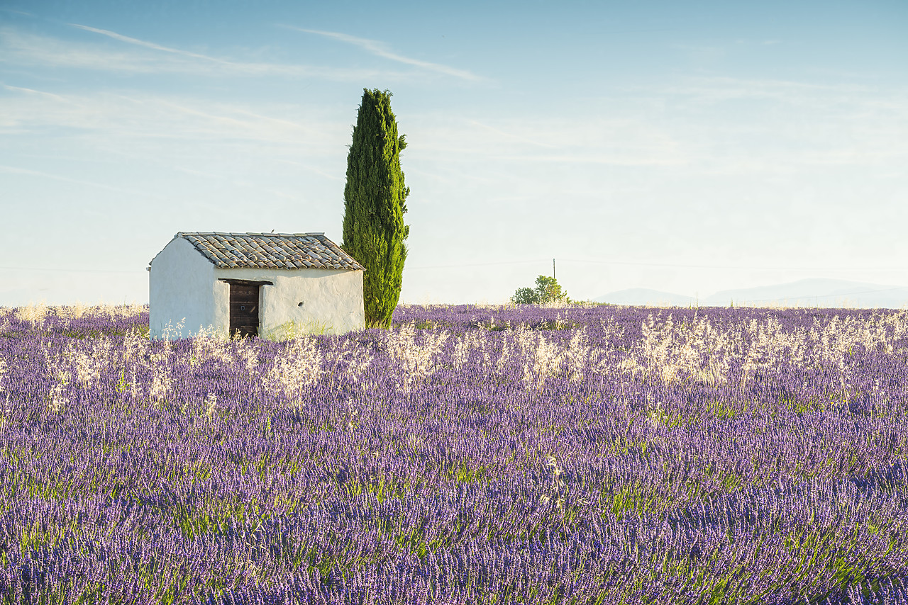 #160314-1 - Stone Barn & Field of Lavender, Provence, France