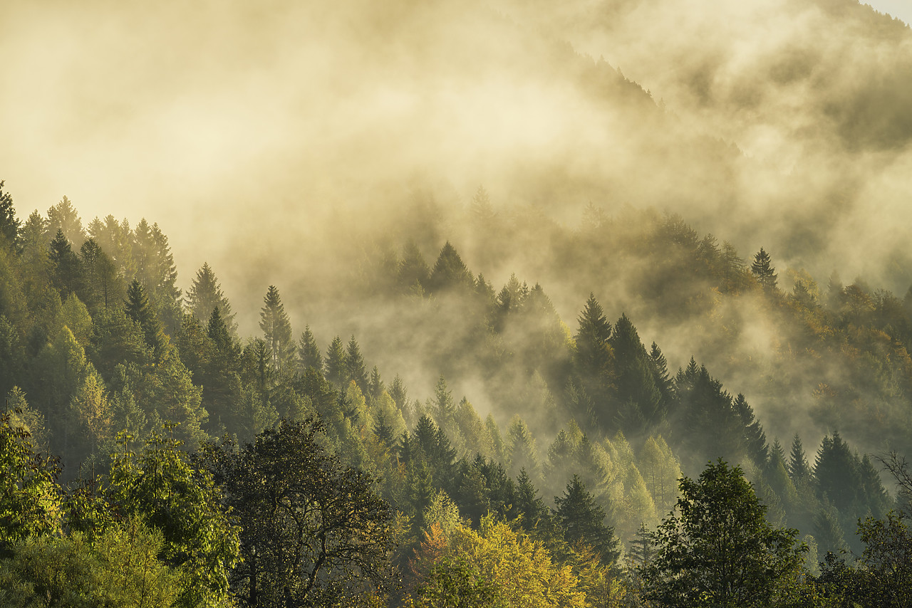 #160468-1 - Morning Mist through Forest, Kranjska Gora, Slovenia, Europe