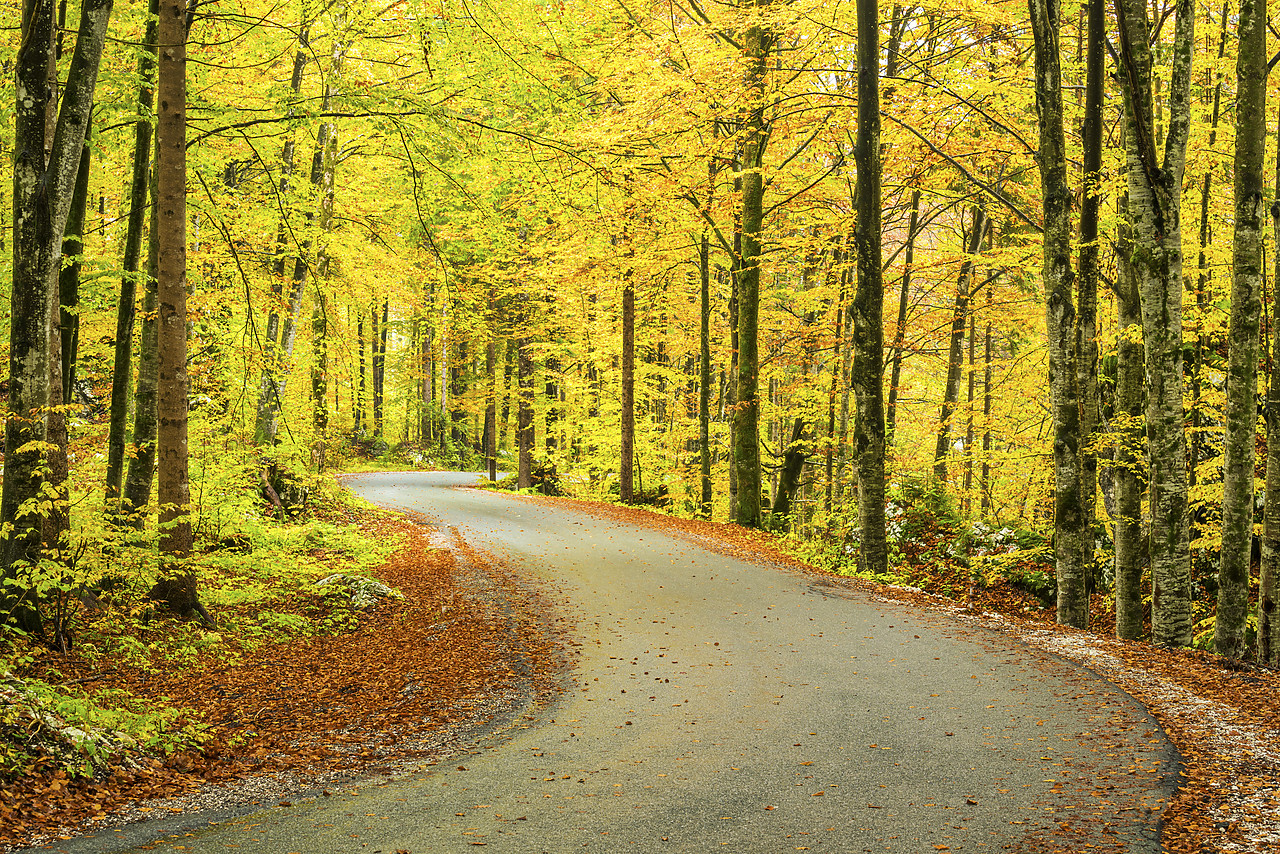 #160480-1 - Road through Forest in Autumn, Slovenia