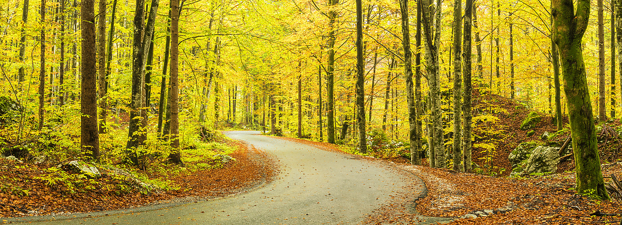 #160480-2 - Road through Forest in Autumn, Slovenia